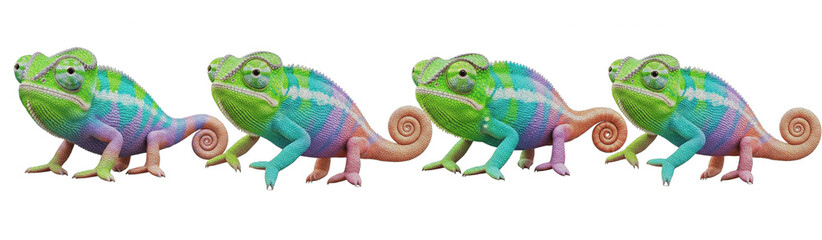 Obraz premium Colorful Chameleon Quartet on White Background