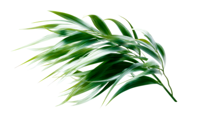 Flowing green palm fronds sway gracefully in the breeze, symbolizing natures movement and tranquility, perfect for wellness and environmental themes.