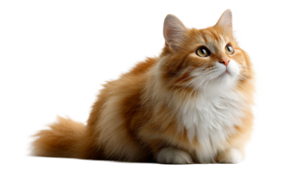 Fluffy orange cat with white chest and alert golden eyes looking up attentively against a neutral backdrop, perfect for pet care campaigns and animal lover content