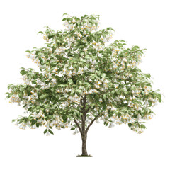 Japanese Snowbell Styrax japonicus tree on transparent background
