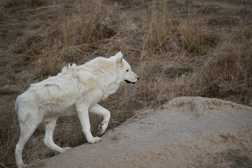 Lone white wolf in dry landscape 