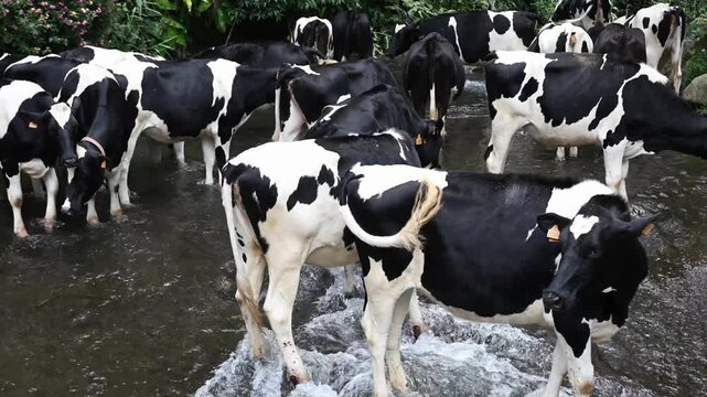 Group of cows drinking and bathing in the middle of a river surrounded by green trees and plants, peaceful rural landscape in summer