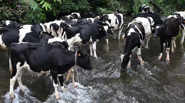 Group of cows drinking and bathing in the middle of a river surrounded by green trees and plants, peaceful rural landscape in summer