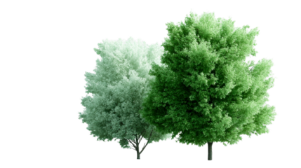 Two lush green trees, one lighter and one darker, stand majestically against a subtle background, perfect for landscaping and nature projects.