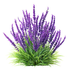 Naklejka premium Lavender bush with tall purple flower spikes isolated on transparent background