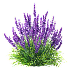 Naklejka premium Lavender bush with tall purple flower spikes isolated on transparent background