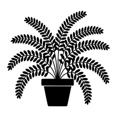 Potted Fern