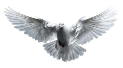 Graceful white dove in flight with wings spread wide, symbolizing peace and hope for use in religious or spiritual media projects.