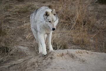 Lone white wolf
