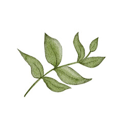 Green leafy branch watercolor illustration with soft textured leaves isolated on white. Hand-painted clip art ideal for botanical branding, eco packaging, wedding stationery, spring decor projects