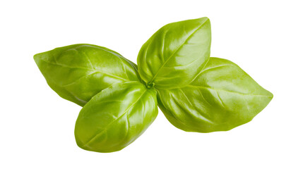 Vibrant green basil leaves clustered together, perfect for culinary inspiration and healthy food concepts in cooking and gastronomy.