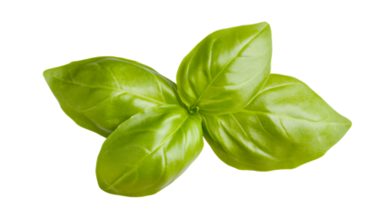 Vibrant green basil leaves clustered together, perfect for culinary inspiration and healthy food concepts in cooking and gastronomy.