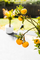 mandarin tree full of ripe fruit with tropical australian garden bokeh background