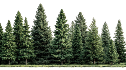Lush green coniferous forest with tall pine trees isolated on transparent background
