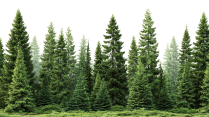 Lush green coniferous forest with tall pine trees isolated on transparent background