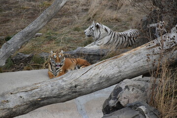 Tigers resting behind logs