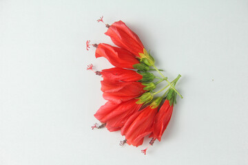 This minimalist and clean photograph features a vibrant cluster of Turk's Cap flowers, scientifically classified as Malvaviscus arboreus. Also known as the Sleeping Hibiscus or Wax Mallow