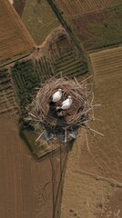 Birds nesting in agricultural field