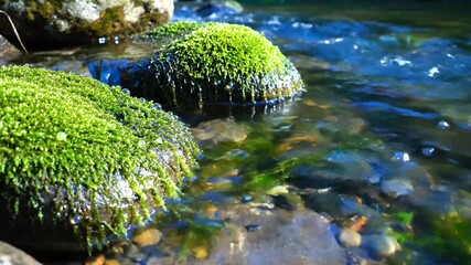 Moss-covered stones in a crystal-clear stream showing vibrant green growth and flowing water in a serene natural environment