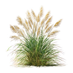 Maiden Grass Miscanthus sinensis Gracillimus on transparent background