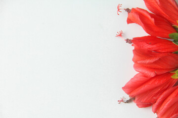 This minimalist and clean photograph features a vibrant cluster of Turk's Cap flowers, scientifically classified as Malvaviscus arboreus. Also known as the Sleeping Hibiscus or Wax Mallow