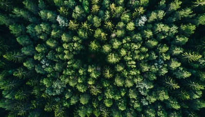Aerial View of Lush Green Forest Canopy with Dense Evergreen Trees.