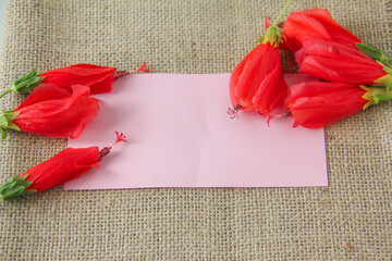 Blank paper or empty space for writing, flat-lay photograph features a vibrant arrangement of Turk's Cap flowers, scientifically known as Malvaviscus arboreus. Also commonly referred to as the Sleepin