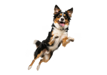Happy border collie dog jumping isolated on transparent background