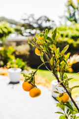 mandarin tree full of ripe fruit with tropical australian garden bokeh background