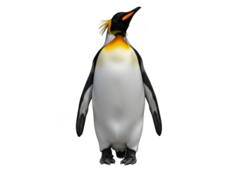 King penguin standing isolated on transparent background