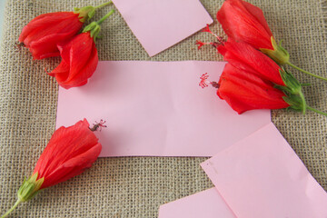 Blank paper or empty space for writing, flat-lay photograph features a vibrant arrangement of Turk's Cap flowers, scientifically known as Malvaviscus arboreus. Also commonly referred to as the Sleepin