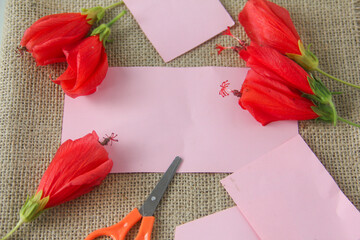 Blank paper or empty space for writing, flat-lay photograph features a vibrant arrangement of Turk's Cap flowers, scientifically known as Malvaviscus arboreus. Also commonly referred to as the Sleepin