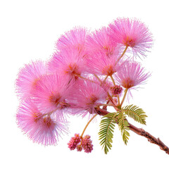 Mimosa tree with fluffy pink flower clusters isolated on transparent background
