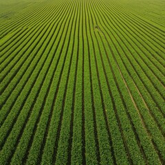 Lush green agricultural fields