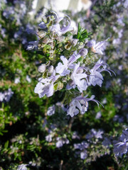 良い香りのするハーブの一種のローズマリーの満開の花のアップ