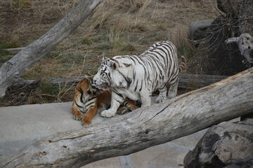 Two playful tigers
