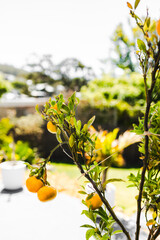 mandarin tree full of ripe fruit with tropical australian garden bokeh background