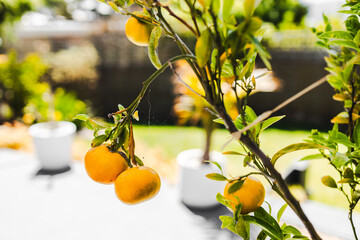 mandarin tree full of ripe fruit with tropical australian garden bokeh background