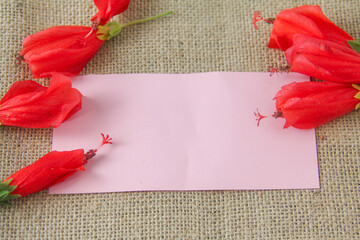 Blank paper or empty space for writing, flat-lay photograph features a vibrant arrangement of Turk's Cap flowers, scientifically known as Malvaviscus arboreus. Also commonly referred to as the Sleepin