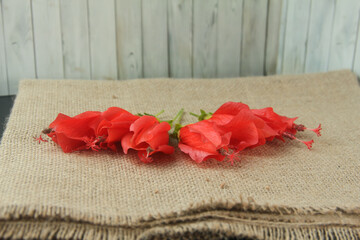 This minimalist and clean photograph features a vibrant cluster of Turk's Cap flowers, scientifically classified as Malvaviscus arboreus