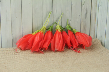 This minimalist and clean photograph features a vibrant cluster of Turk's Cap flowers, scientifically classified as Malvaviscus arboreus