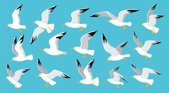 Seagulls flying sea bird in sky featuring various poses of cartoon cute seabird flight elements for summer vacation beach themes and coastal nature vector isolated set illustration.