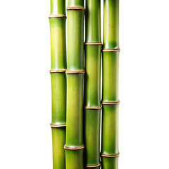 Bamboo Stalk Section Isolated on White Background