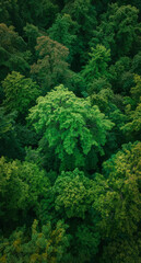 Fototapeta premium Lush Green Forest Canopy Aerial View With Dense Foliage And Deep Shadowed Gaps