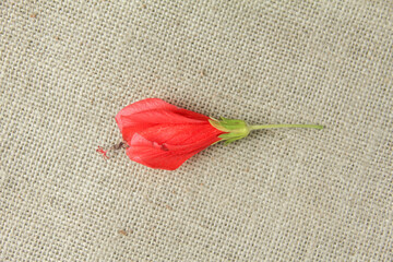 This minimalist and clean photograph features a vibrant cluster of Turk's Cap flowers, scientifically classified as Malvaviscus arboreus