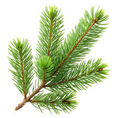 Pine Branch Isolated on White Background