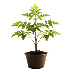 Plant Silhouette Isolated on White Background