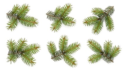 Naklejka premium Green Pine Branches Isolated on White Background