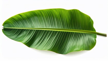 Close-up of a large, vibrant green banana leaf against a clean white backdrop