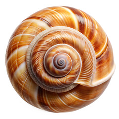 Seashell Spiral Isolated on White Background